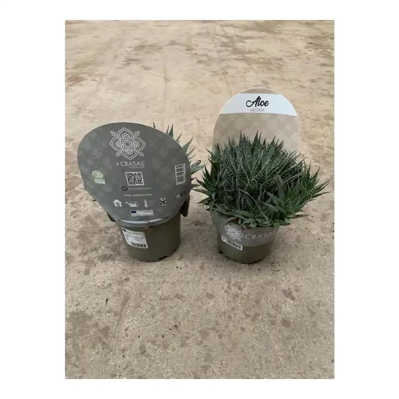 Aloe aristata Precio Bajo