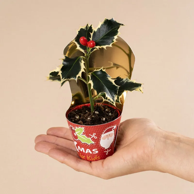 Edición Limitada Acebo ilex mini
