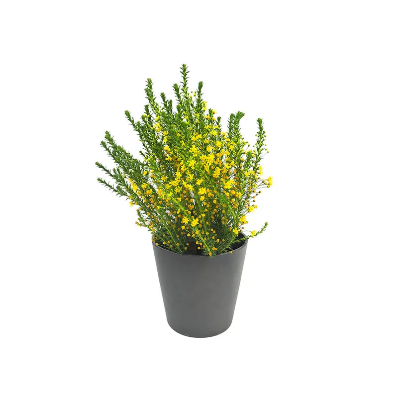 Euryops virgineus Oferta