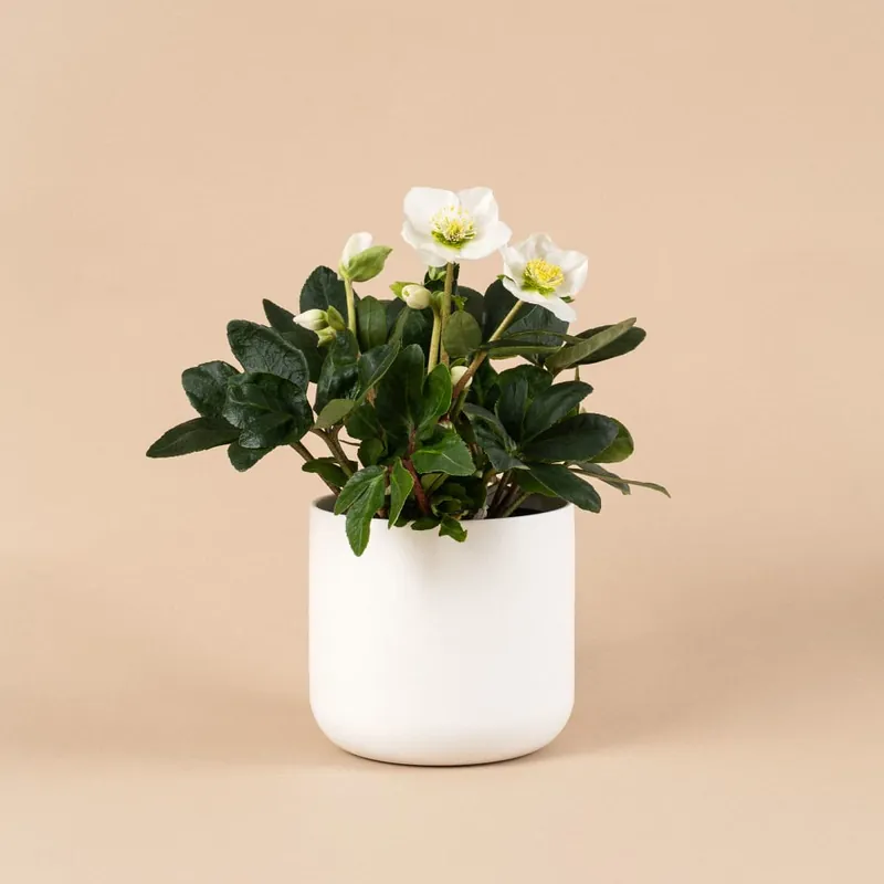Precio Bajo Helleborus niger (Eléboro de Navidad)