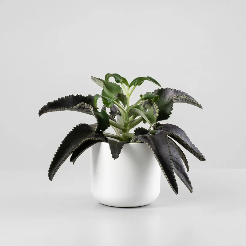 Popular Kalanchoe daigremontiana