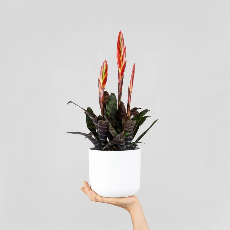 Imprescindible (Must-Have) Vriesia - Pluma de indio