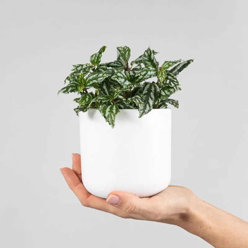 Descuento Pilea cadierei