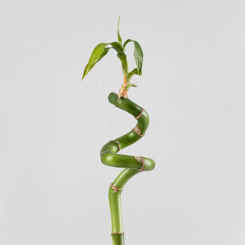 Bambú de la suerte en espiral (lucky bamboo) Precio De Fábrica