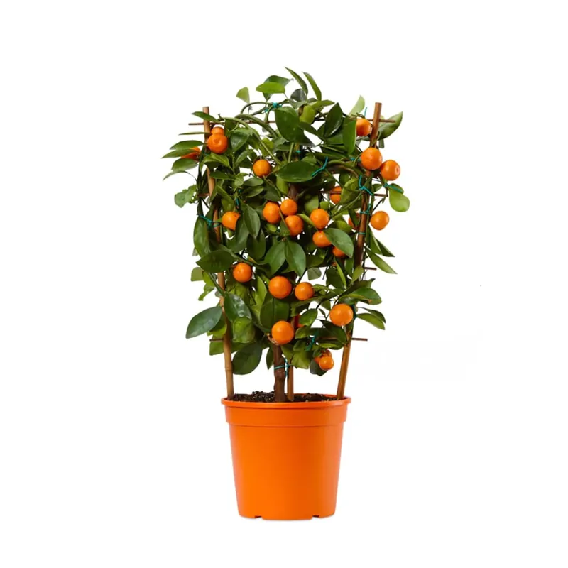 Calamondino (Citrofortunella microcarpa) Original