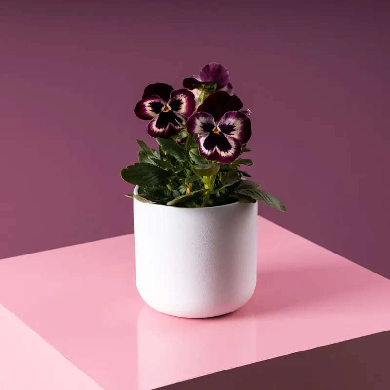 Oferta Especial Viola × wittrockiana - Pensamiento