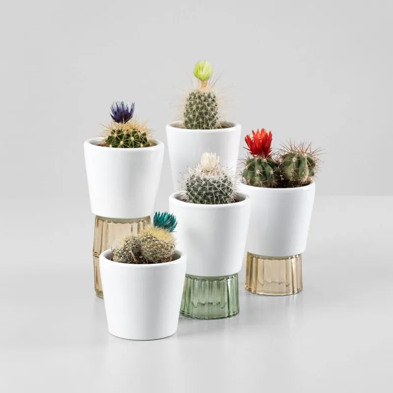 Imprescindible (Must-Have) Cactus flor (1 ud)
