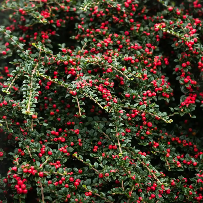 Cotoneaster horizontalis Pedido Al Por Mayor