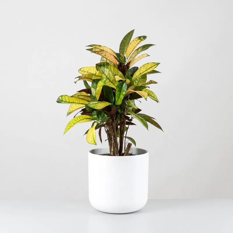 A Buen Precio Croton variegatum 'Mrs. Iceton'