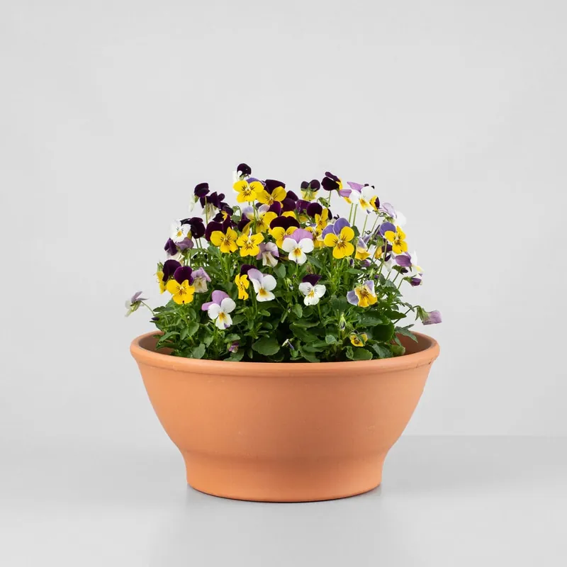 Viola cornuta - Pensamiento mini Precio De Oferta