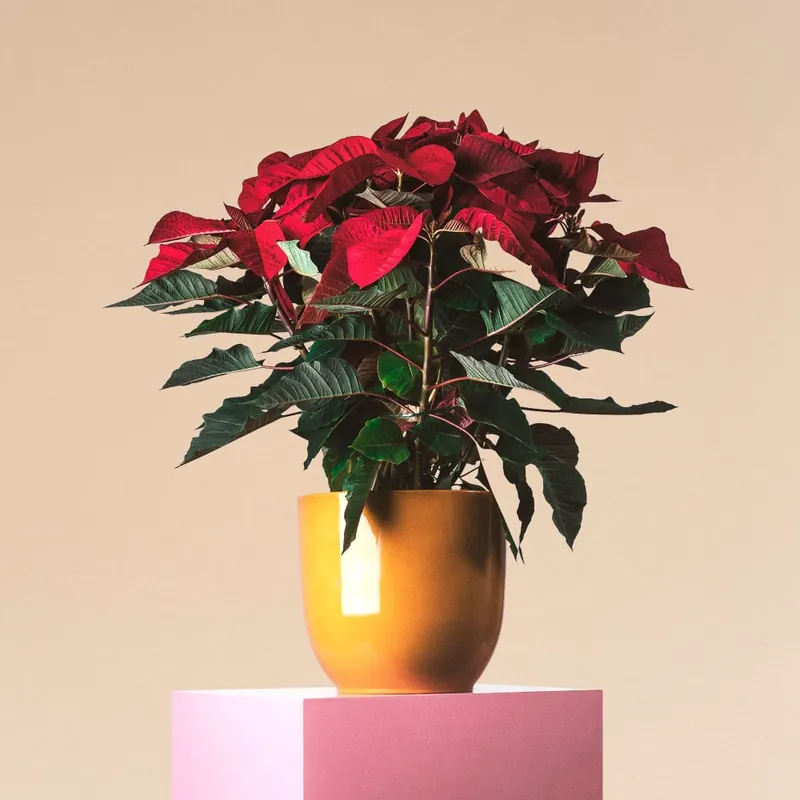 Flor de Pascua - grande Premium