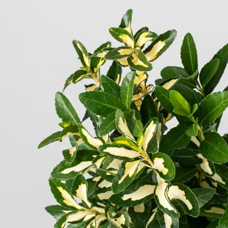 Evónimo Luna - Euonymus japonicus 'Mediopicta' Nueva Colección