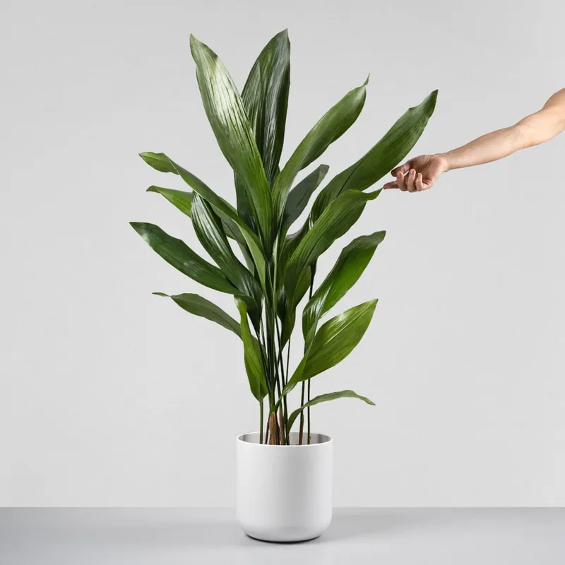 Aspidistra Envío Internacional