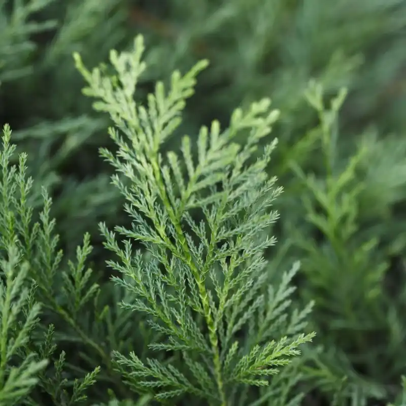 Auténtico Ciprés de Leyland - × Hesperotropsis leylandii