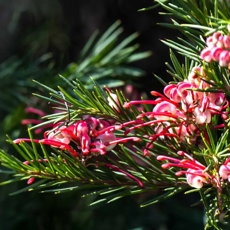 Grevillea juniperina Alta Calidad