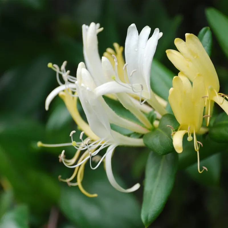 Lonicera japonica (Madreselva blanca) Envío Inmediato