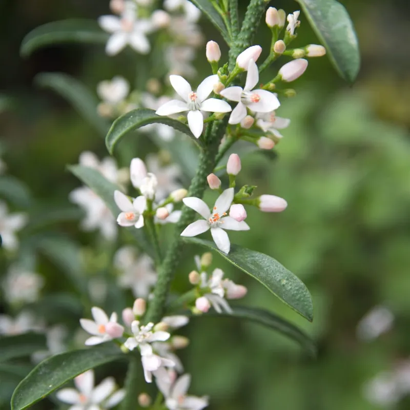 Oferta Especial Philotheca myoporoides (Eriostemon)