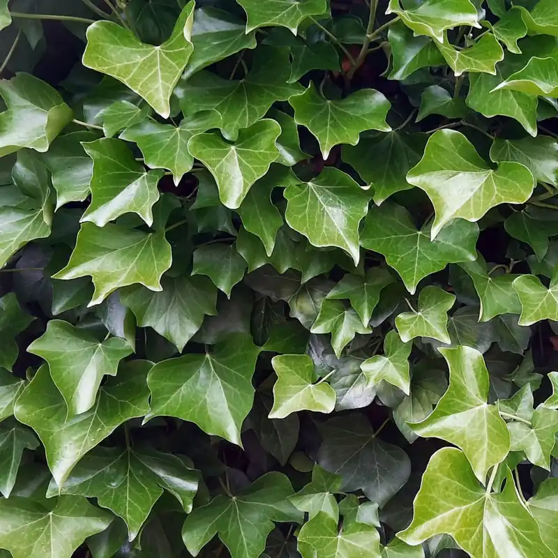 Hedera hibernica (Hiedra de Irlanda) Última Oportunidad
