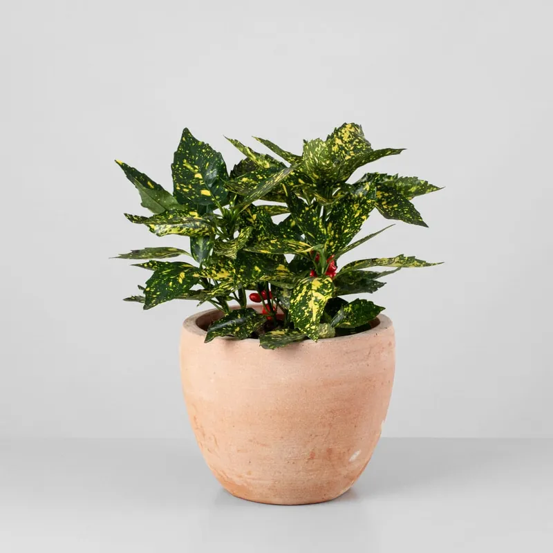 Artesanal Aucuba japonica 'Crotonifolia'