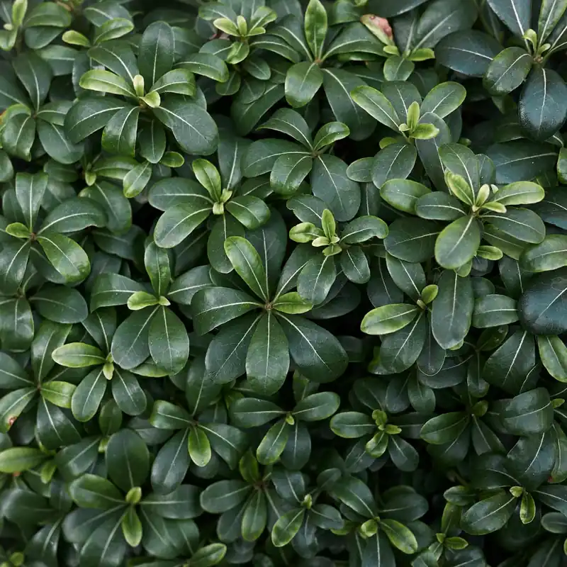 Pittosporum tobira Más Vendido