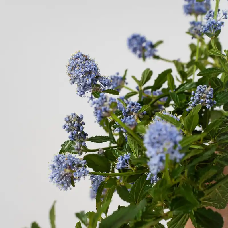 Ceanothus thyrsiflorus var. repens De Moda