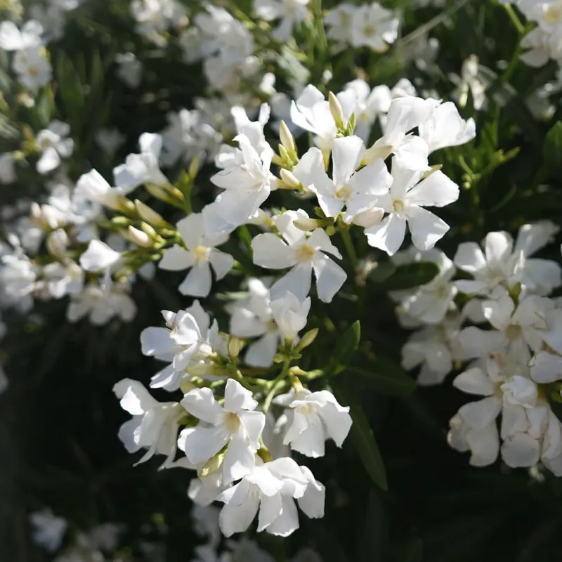 Gran Oferta Nerium oleander blanca (Adelfa)