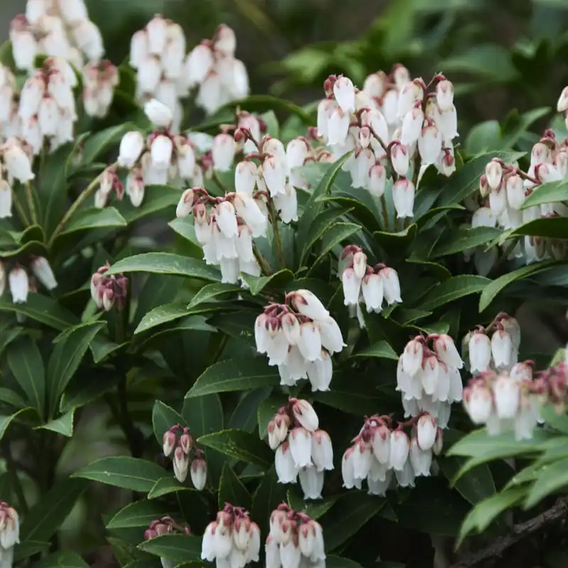 Pieris japonica (Andrómeda) Garantía Incluida