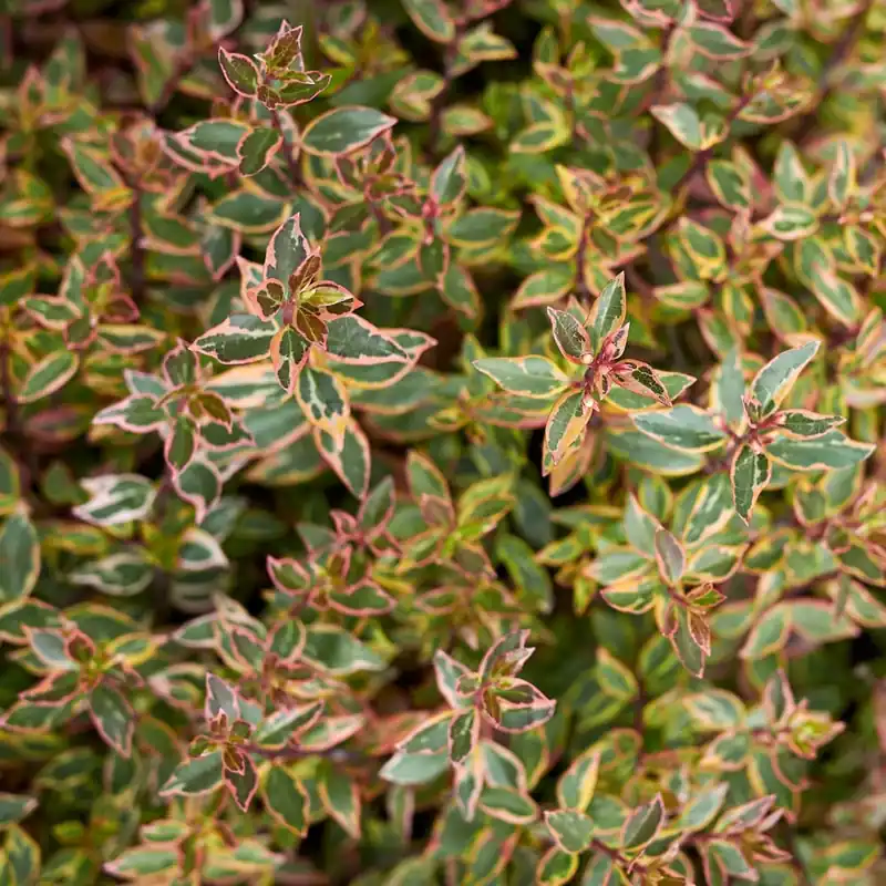Abelia × grandiflora 'Kaleidoscope' Precio Reducido