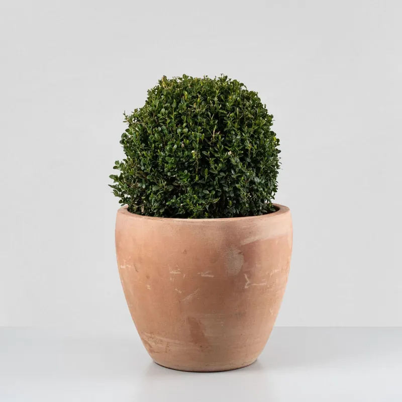Boj bola (Buxus microphylla 'Faulkner') Ordena Ya