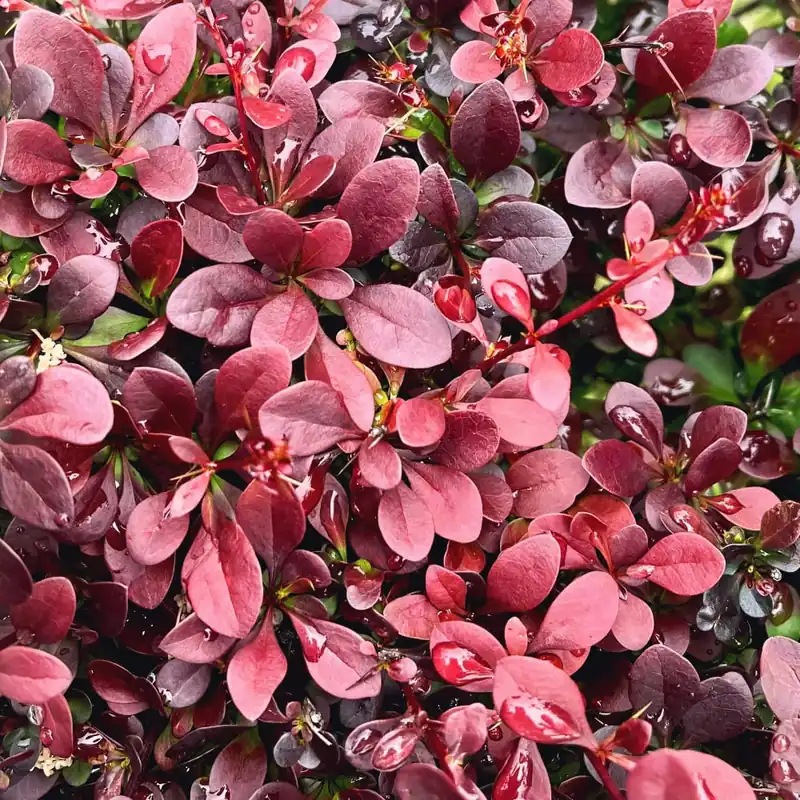 Alta Calidad Berberis thunbergii 'Atropurpurea Nana'