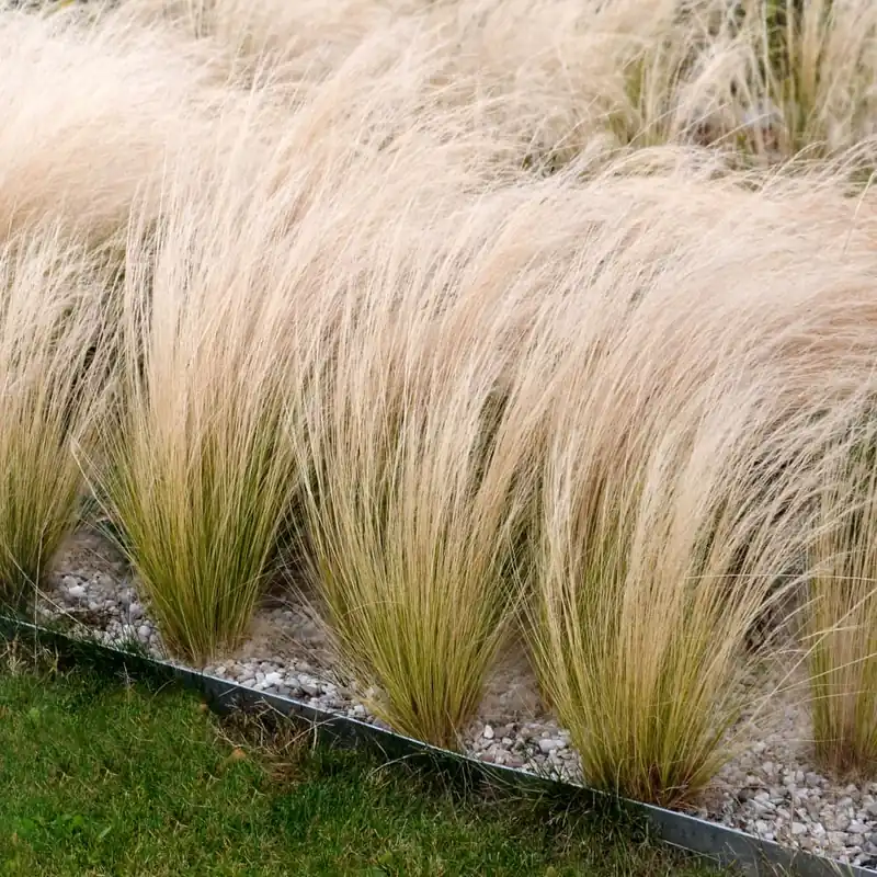 Favorito De Clientes Gramínea Stipa tenuissima 'Pony Tails'