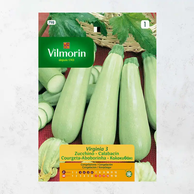 Mejor Calidad Semilla calabacin virginia 3