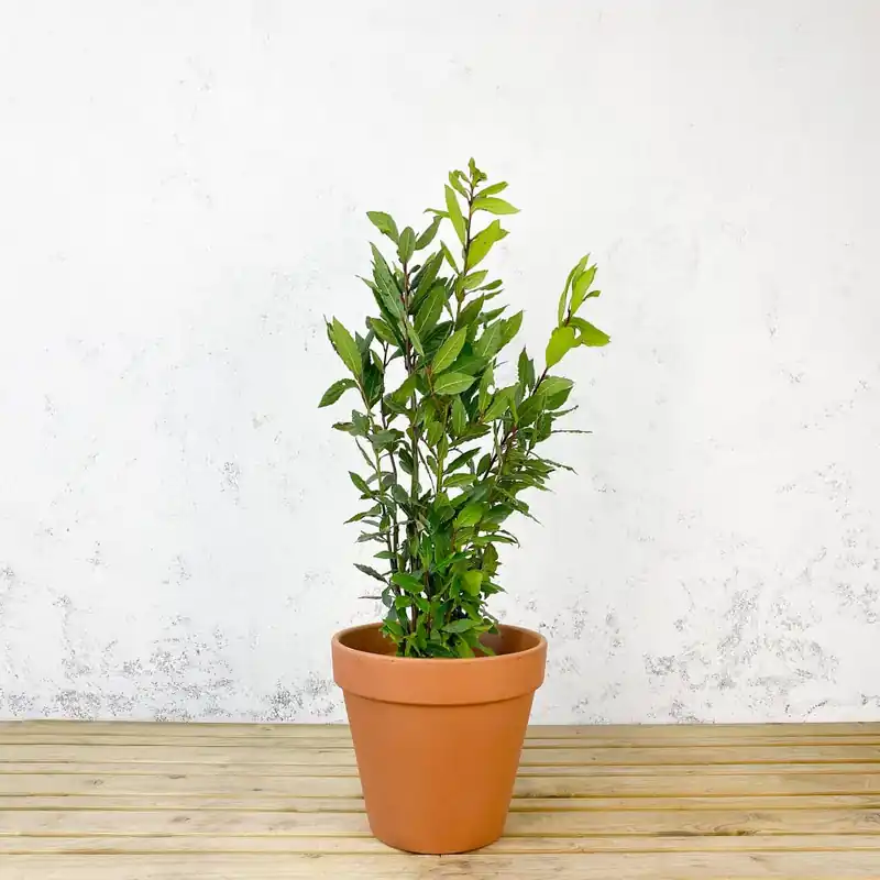 Laurel (Laurus nobilis) Premium
