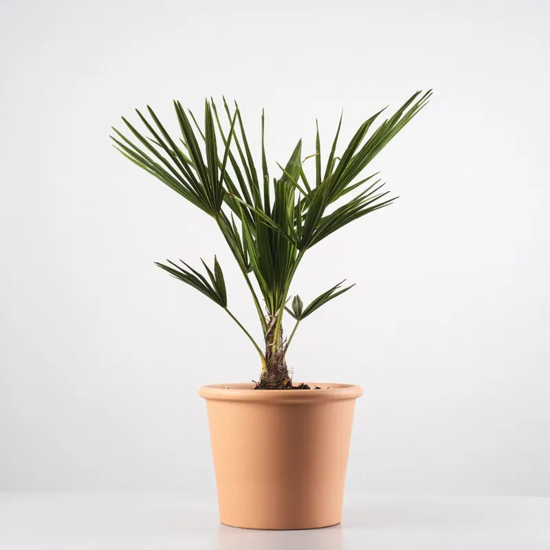 Trachycarpus fortunei (Chamaerops excelsa) Ordenar Ahora Mismo