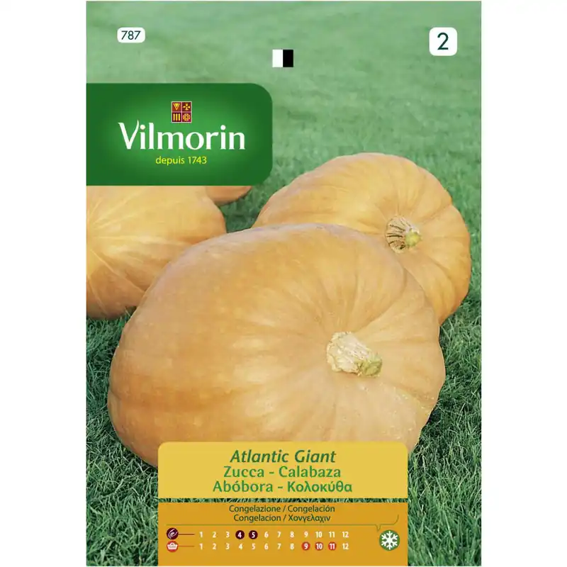 Semilla calabaza atlantic giant Precio Económico