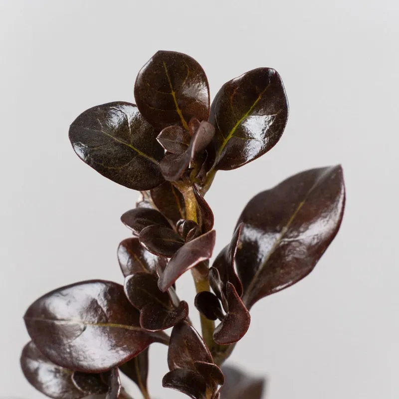Coprosma 'Chocolate Soldier' Imprescindible (Must-Have)