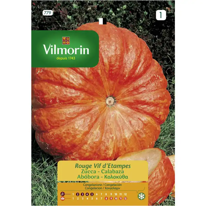 Semilla calabaza rojo vivo etampes Garantía Incluida