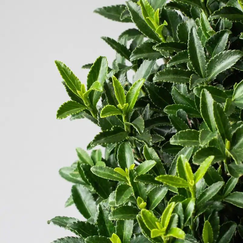 Edición Limitada Evónimo enano verde - Euonymus pulchellus