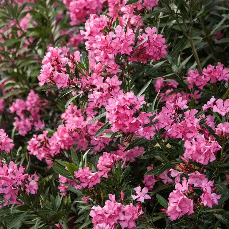 Oferta Flash Nerium oleander roja (Adelfa)