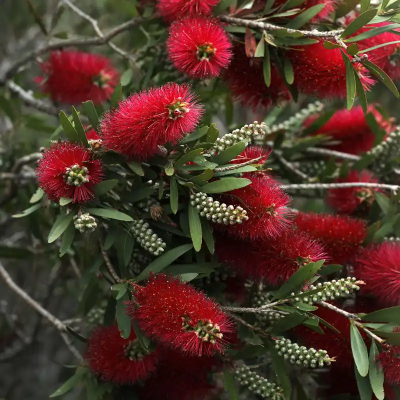 Económico Callistemon laevis