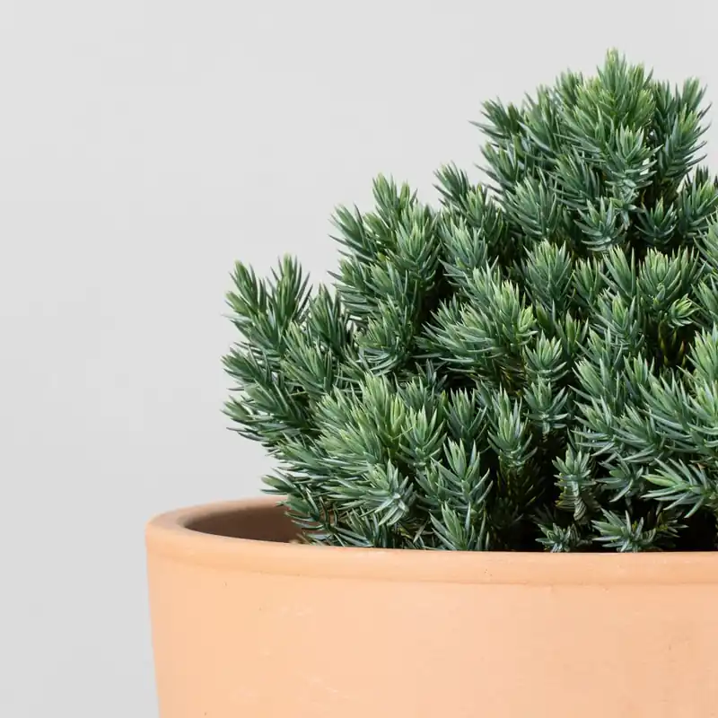 Moderno Enebro escamoso - Juniperus squamata 'Blue Star'
