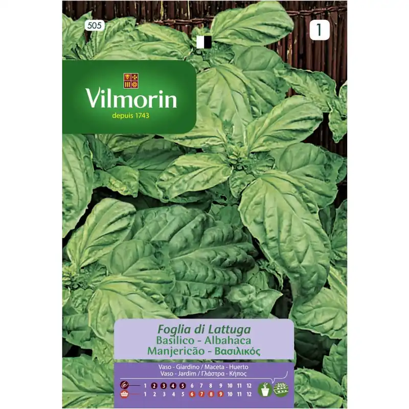 Solo Hoy Semilla albahaca de hoja de lechuga