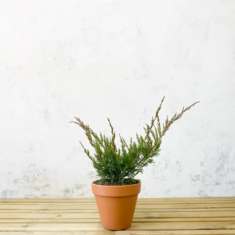 Más Vendido Enebro de Pfitzer - Juniperus × pfitzeriana 'Mint Julep'