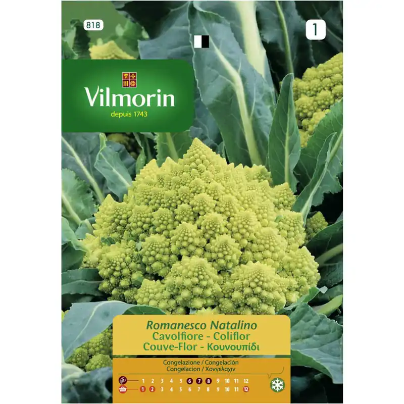 Semilla brocoli romanesco natalino Económico