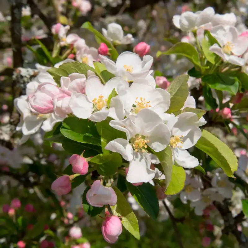 Manzano Silvestre (Malus "Red Sentinel") Comprar En Línea