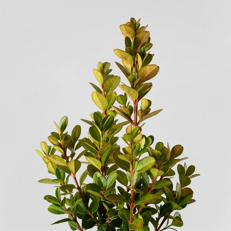 No Te Lo Pierdas Boj arbusto (Buxus microphylla 'Faulkner')