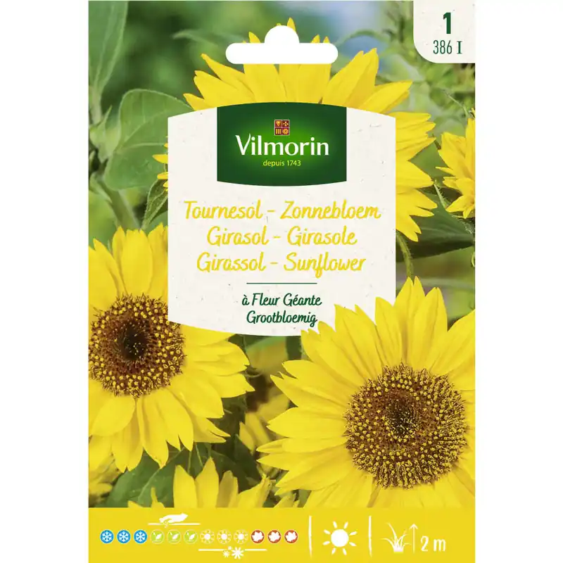 Semilla girasol de flores grandes Original