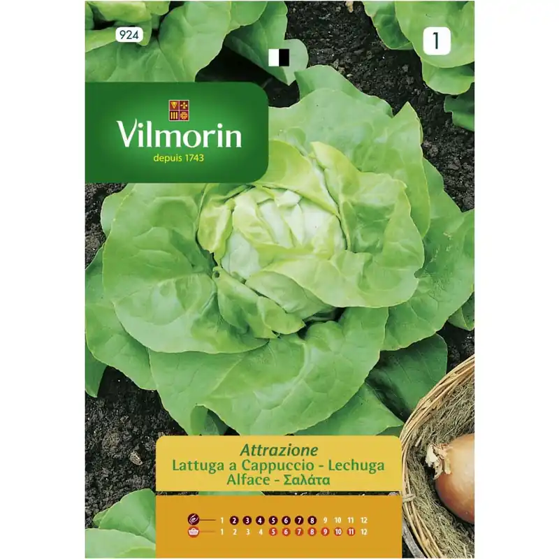 Envío Internacional Semilla lechuga attraktion