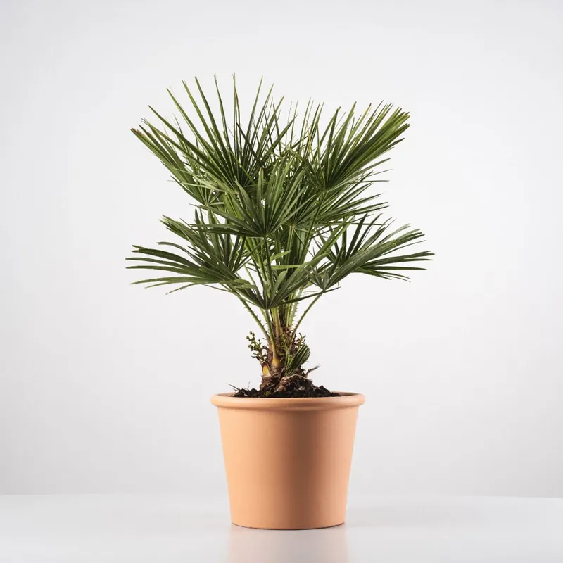 Promoción Exclusiva Chamaerops humilis (Palmito)