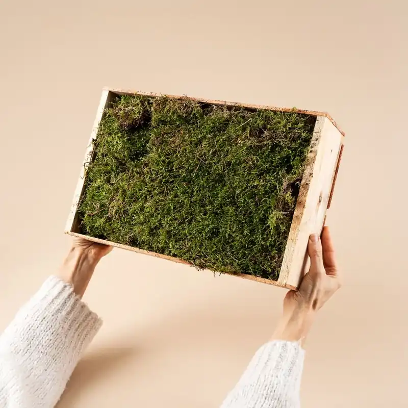 Oferta Limitada Musgo natural
